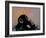 Thinker Monkey-The Graffiti Collection-Framed Premium Giclee Print