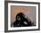 Thinker Monkey-The Graffiti Collection-Framed Giclee Print