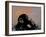 Thinker Monkey-The Graffiti Collection-Framed Giclee Print