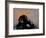 Thinker Monkey-The Graffiti Collection-Framed Giclee Print