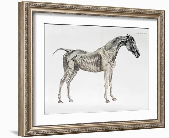 Third Anatomical Table, from "The Anatomy of the Horse"-George Stubbs-Framed Giclee Print