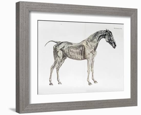 Third Anatomical Table, from "The Anatomy of the Horse"-George Stubbs-Framed Giclee Print