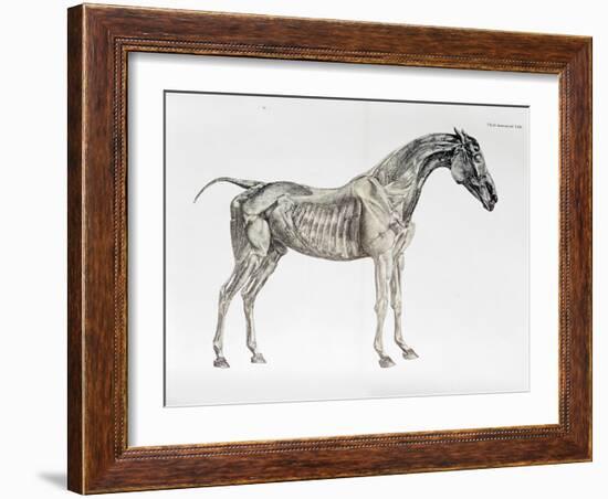 Third Anatomical Table, from "The Anatomy of the Horse"-George Stubbs-Framed Giclee Print