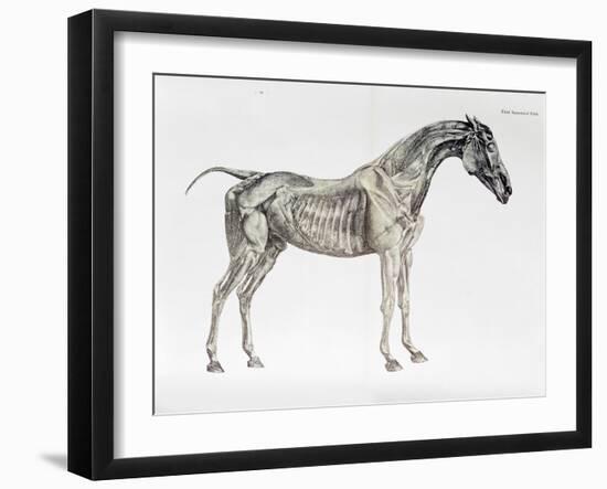 Third Anatomical Table, from "The Anatomy of the Horse"-George Stubbs-Framed Giclee Print