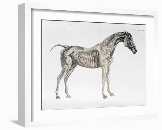 Third Anatomical Table, from "The Anatomy of the Horse"-George Stubbs-Framed Giclee Print