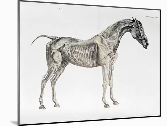Third Anatomical Table, from "The Anatomy of the Horse"-George Stubbs-Mounted Giclee Print