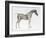 Third Anatomical Table, from "The Anatomy of the Horse"-George Stubbs-Framed Giclee Print