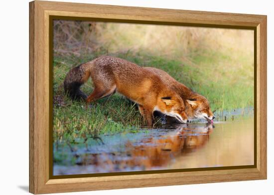 Thirsty-Pim Leijen-Framed Premier Image Canvas