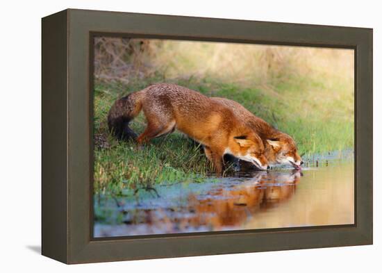 Thirsty-Pim Leijen-Framed Premier Image Canvas