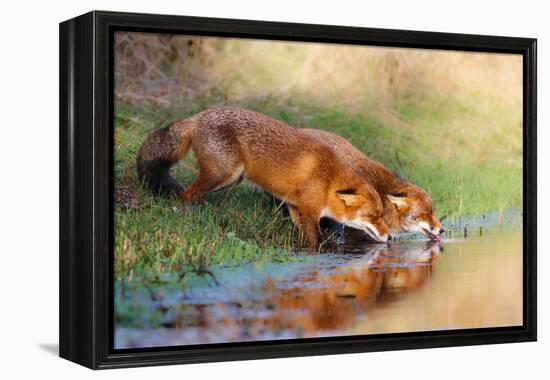 Thirsty-Pim Leijen-Framed Premier Image Canvas