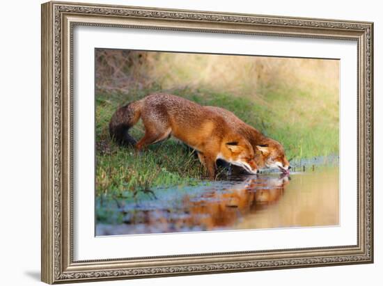 Thirsty-Pim Leijen-Framed Photographic Print