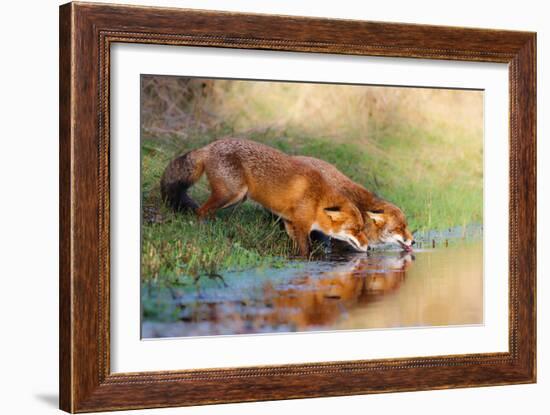 Thirsty-Pim Leijen-Framed Photographic Print