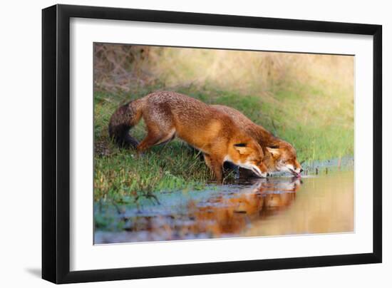 Thirsty-Pim Leijen-Framed Photographic Print