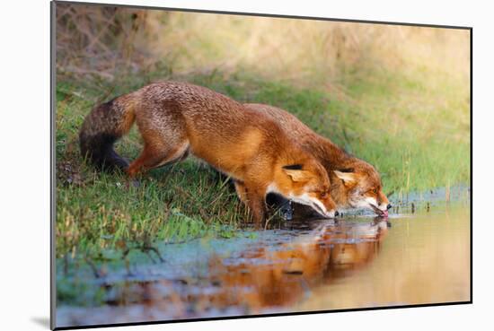 Thirsty-Pim Leijen-Mounted Photographic Print