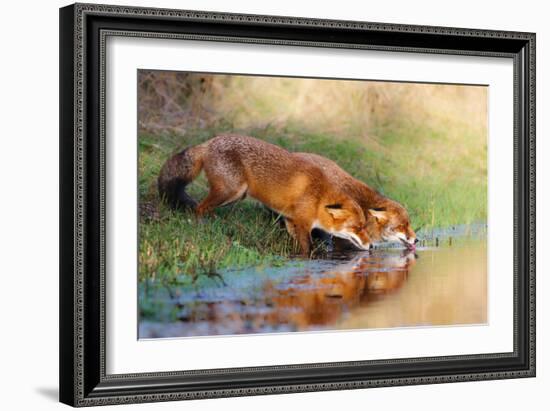 Thirsty-Pim Leijen-Framed Photographic Print