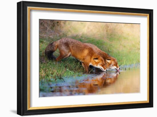 Thirsty-Pim Leijen-Framed Photographic Print