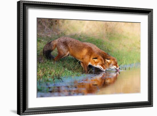 Thirsty-Pim Leijen-Framed Photographic Print