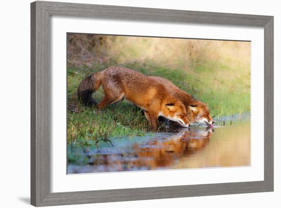 Thirsty-Pim Leijen-Framed Photographic Print