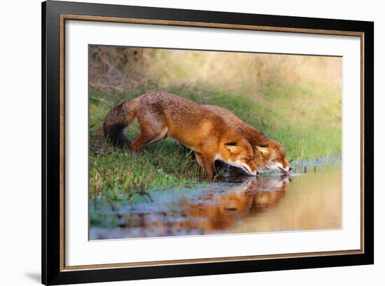 Thirsty-Pim Leijen-Framed Photographic Print