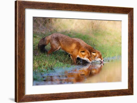 Thirsty-Pim Leijen-Framed Photographic Print