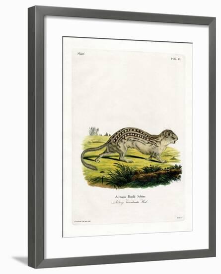 Thirteen-Lined Ground Squirrel-null-Framed Giclee Print