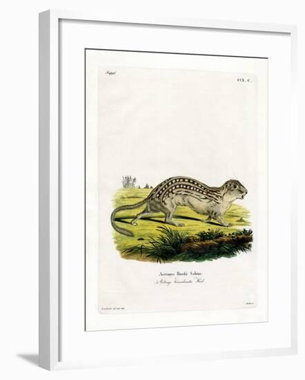 Thirteen-Lined Ground Squirrel-null-Framed Giclee Print