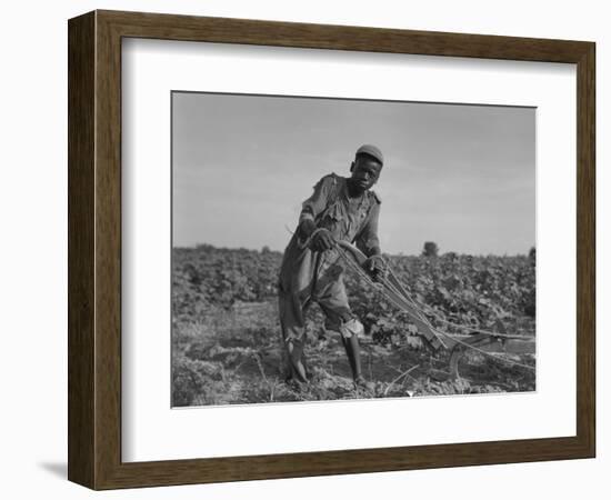 Thirteen-Year Old African American Sharecropper Boy Plowing in July 1937-Dorothea Lange-Framed Art Print