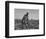Thirteen-Year Old African American Sharecropper Boy Plowing in July 1937-Dorothea Lange-Framed Art Print