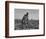 Thirteen-Year Old African American Sharecropper Boy Plowing in July 1937-Dorothea Lange-Framed Art Print