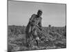 Thirteen-Year Old African American Sharecropper Boy Plowing in July 1937-Dorothea Lange-Mounted Art Print