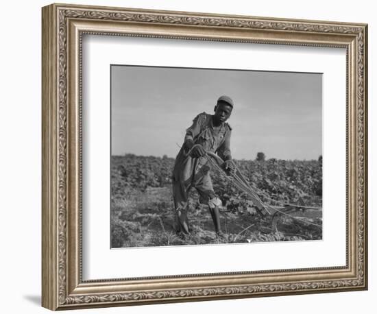 Thirteen-Year Old African American Sharecropper Boy Plowing in July 1937-Dorothea Lange-Framed Premium Giclee Print