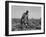 Thirteen-year old sharecropper boy near Americus, Georgia, 1937-Dorothea Lange-Framed Photographic Print