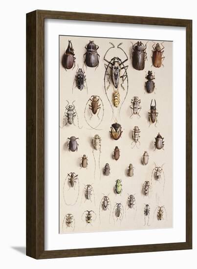 Thirty-Four Insects, Laid Out in a Semi-Circular Array Mostly of the Order Coleoptera (Beetle)-Marian Ellis Rowan-Framed Giclee Print