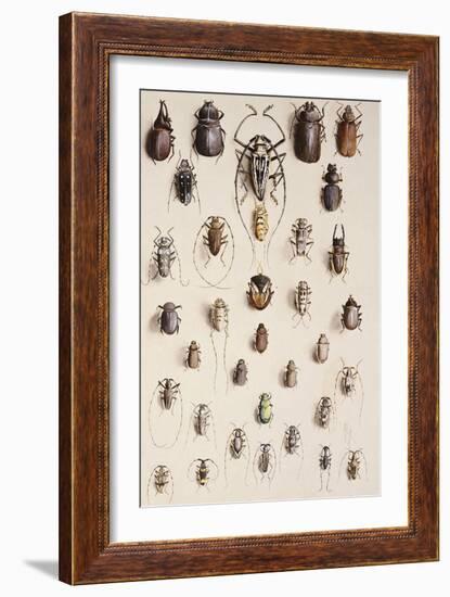 Thirty-Four Insects, Laid Out in a Semi-Circular Array Mostly of the Order Coleoptera (Beetle)-Marian Ellis Rowan-Framed Giclee Print