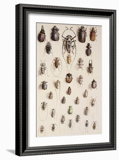 Thirty-Four Insects, Laid Out in a Semi-Circular Array Mostly of the Order Coleoptera (Beetle)-Marian Ellis Rowan-Framed Giclee Print