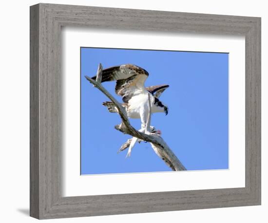 This Adult Osprey Dines on a Fresh Fish-null-Framed Photographic Print