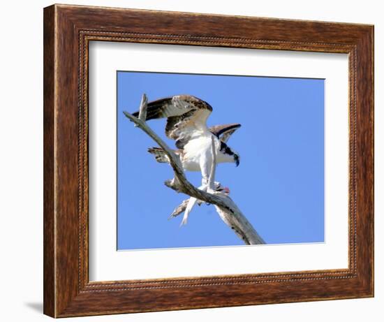 This Adult Osprey Dines on a Fresh Fish-null-Framed Photographic Print