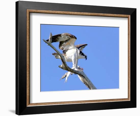 This Adult Osprey Dines on a Fresh Fish-null-Framed Photographic Print