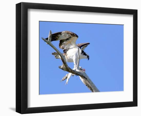 This Adult Osprey Dines on a Fresh Fish-null-Framed Photographic Print