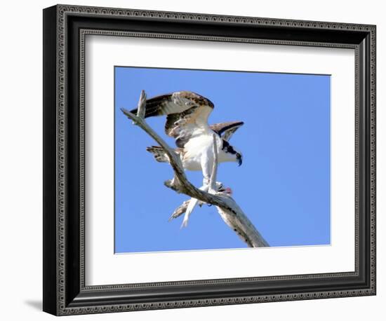 This Adult Osprey Dines on a Fresh Fish-null-Framed Photographic Print