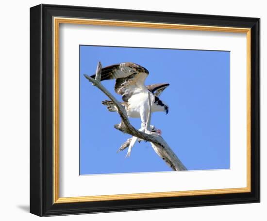 This Adult Osprey Dines on a Fresh Fish-null-Framed Photographic Print