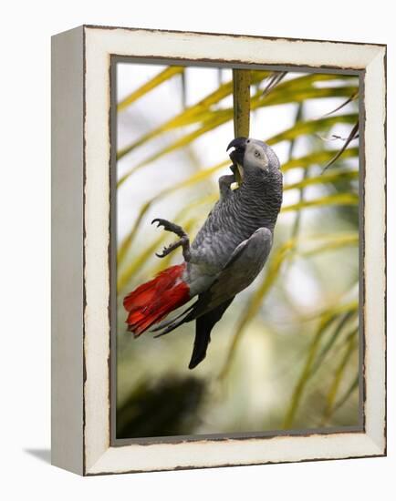 This African Grey Parrot is known as the Papa Gaio Do Principé-Camilla Watson-Framed Premier Image Canvas