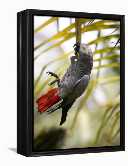 This African Grey Parrot is known as the Papa Gaio Do Principé-Camilla Watson-Framed Premier Image Canvas