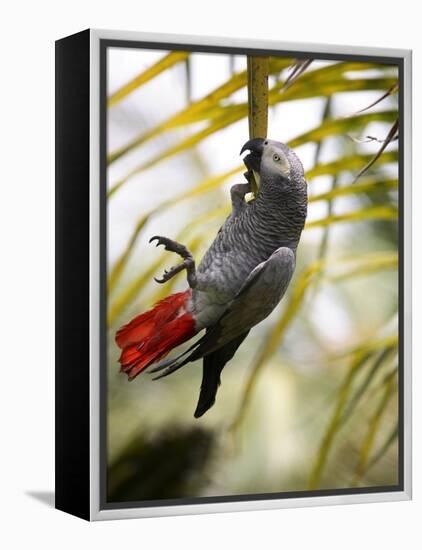 This African Grey Parrot is known as the Papa Gaio Do Principé-Camilla Watson-Framed Premier Image Canvas