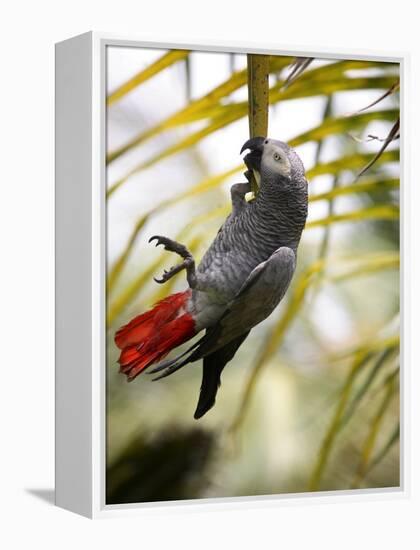 This African Grey Parrot is known as the Papa Gaio Do Principé-Camilla Watson-Framed Premier Image Canvas