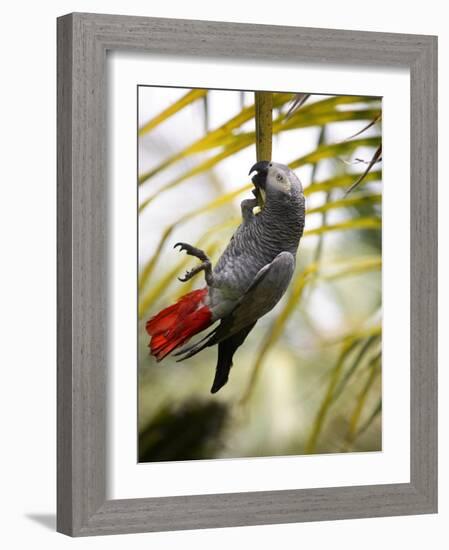 This African Grey Parrot is known as the Papa Gaio Do Principé-Camilla Watson-Framed Photographic Print