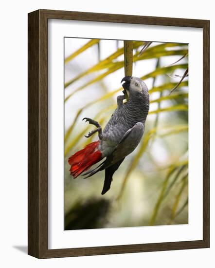 This African Grey Parrot is known as the Papa Gaio Do Principé-Camilla Watson-Framed Photographic Print