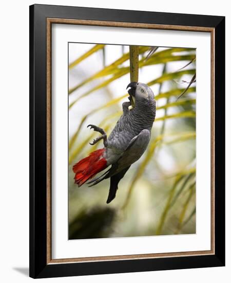 This African Grey Parrot is known as the Papa Gaio Do Principé-Camilla Watson-Framed Photographic Print