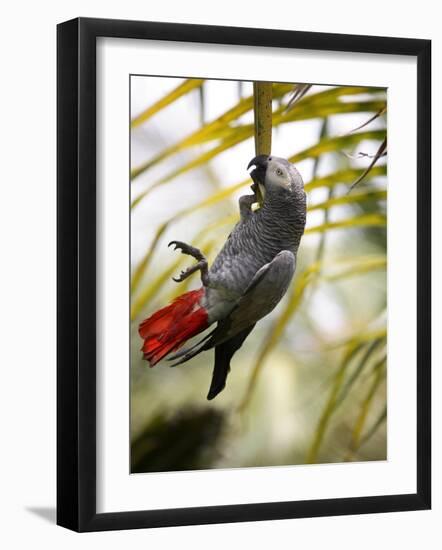 This African Grey Parrot is known as the Papa Gaio Do Principé-Camilla Watson-Framed Photographic Print