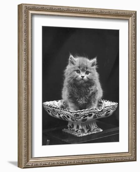 This Cute Little Blue Persian Kitten Sits Innocently in a Large China Dish-Thomas Fall-Framed Photographic Print